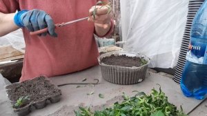 Черенкую "Львиный зев " Возможно ли?!! #черенкование