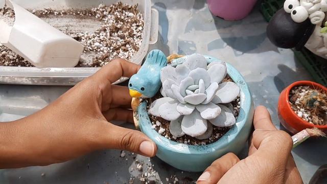 Echeveria Laui: cuidados y transplante| Corazón de Cactus #suculentas #echeverialaui смотреть онлайн