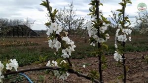Черешня система UFO. Черешня UFO цветение. Формировка черешни методом УФО. Обрезка черешни весной.