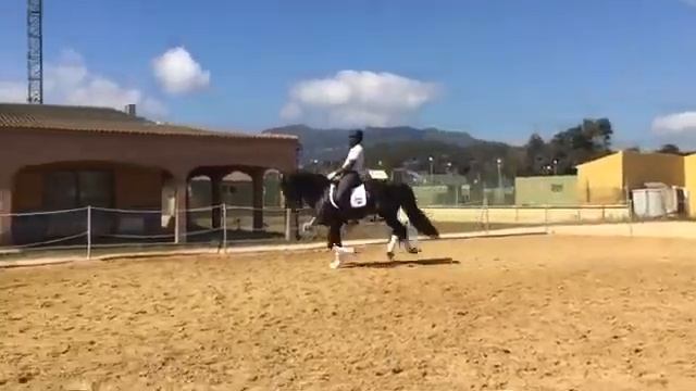 Андалузская лошадь в спортивную выездку смотреть онлайн