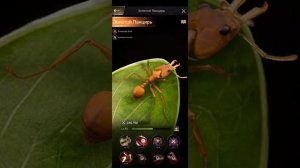 #3 Специальные муравьи ГЕНЕРАЛЫ. Как выбрать? Кого куда ставить? The Ants: Underground Kingdom