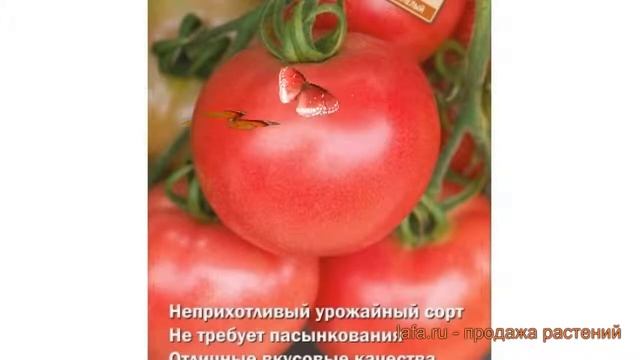 Томат обыкновенный Розалина (rozalina) ? томат Розалина обзор: как сажать семена томата Розалина смотреть онлайн