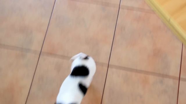 Chelsi Tikras Bičiulis, 1.5 mon. old, Toy Fox Terrier смотреть онлайн