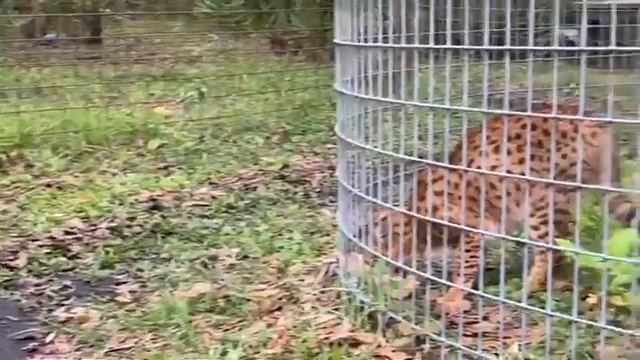 Caturday Walkabout with senior keepers Amanda and Kristen at Big Cat Rescue 12 17 2022 смотреть онлайн