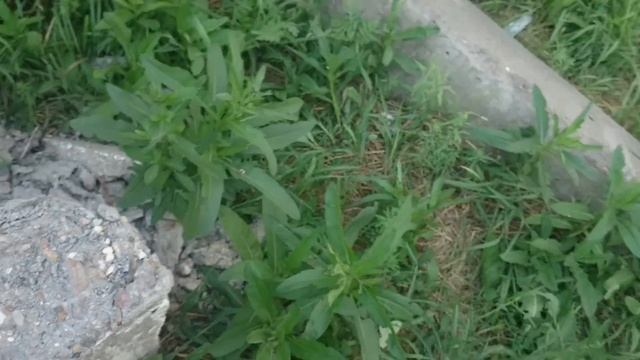 столб упал на машыну город Тюмень южныи микрораё смотреть онлайн