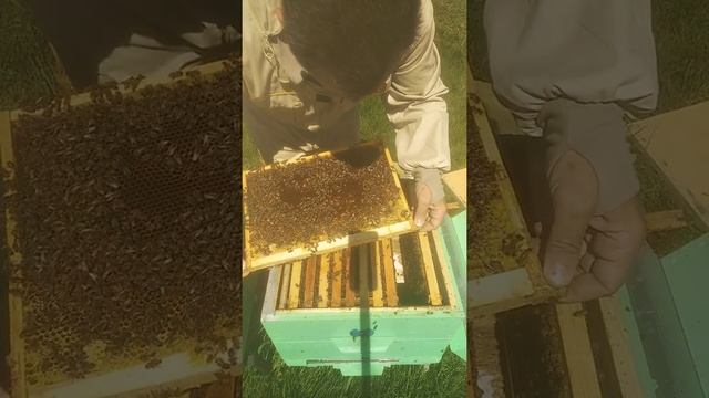 Работа Бакфаст.Первые работы по расширению гнезда,постановка вощины 1 смотреть онлайн