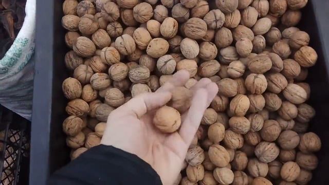 Цена на грецкий орех в Чернигове. 切尔尼戈夫，乌克兰核桃的价格。The price of a walnut in Chernigov, Ukraine. смотреть онлайн