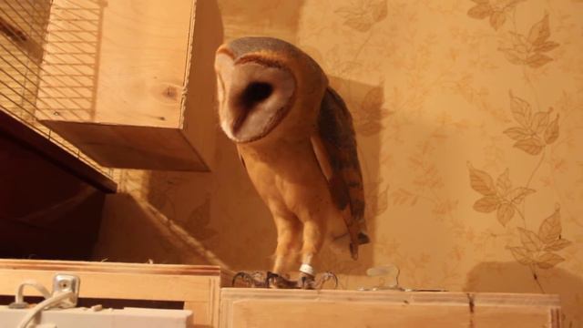 Моника отрицает смотреть онлайн