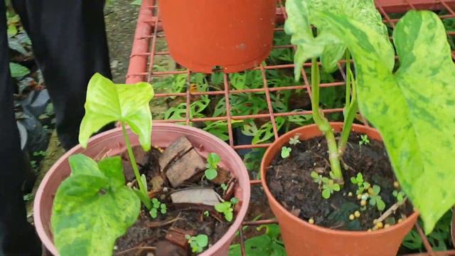 PLANT HUNTING SA MARISE JOYCE GARDENS RBR, CALAMBA, LAGUNA смотреть онлайн