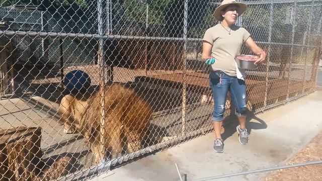 Feeding the Lion @ Vision Quest Safari смотреть онлайн