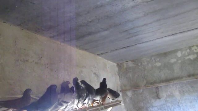 Саратовский голубедром"Голуби Поволжья" первый завоз голубят смотреть онлайн