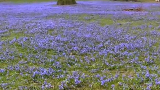 Scilla Siberica, April 2016 Toronto смотреть онлайн