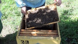 Пчеловодство. Сборка гнезда пчел на зиму простой способ