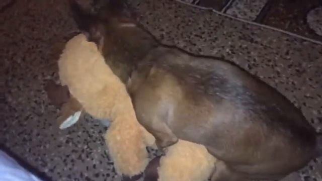 САМЫЕ СМЕШНЫЕ ДОМАШНИЕ ЖИВОТНЫЕ смотреть онлайн