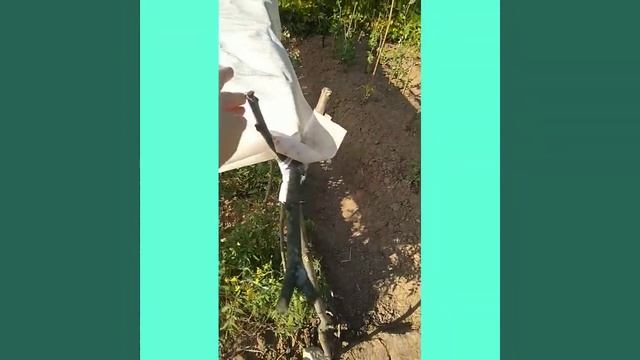 как защитить помидоры ? от солнца в открытом грунте и сохранить для них влагу ???