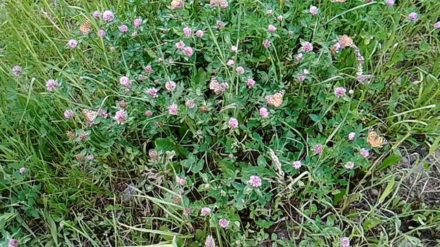 Май, Владикавказ, клевер и бабочки 2019 05 24 14 56 53 смотреть онлайн