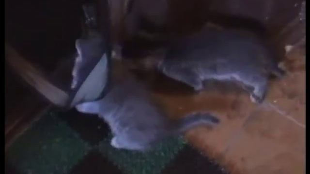 07.09.2011 г . Предлагаем котят. смотреть онлайн