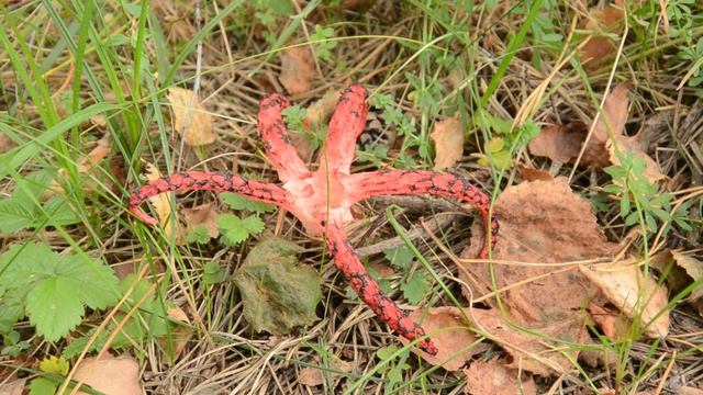 Okratek Australijski смотреть онлайн