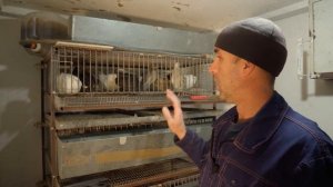 Можно-ли??? Разводить перепелов в зимний период. Содержание и разведение перепелов в зимний период