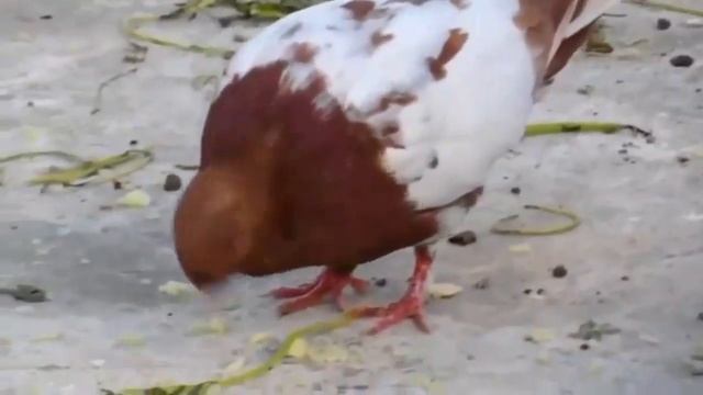 தலை சுற்று நோய் /Paramyxo Virus attack on pigeon/தல கிறுக்கு смотреть онлайн