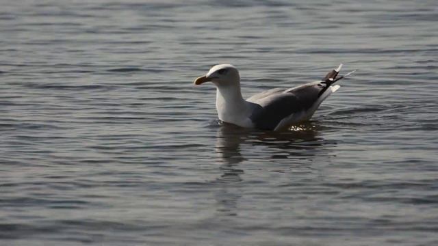 Дайвинг в Ольгинке Краснодарского края смотреть онлайн