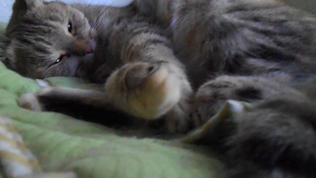 И пусть весь мир подождёт! Кошка Ромашка. смотреть онлайн
