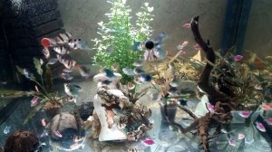 Барбусы и Тернеции в аквариуме. Кормление аквариумных рыбок.