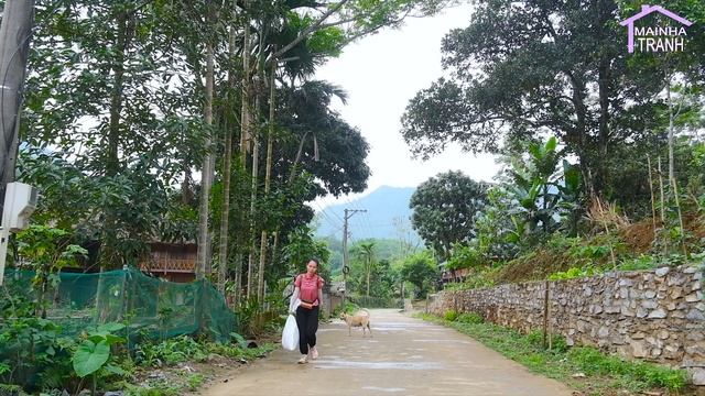 Harvesting Litchi Fruit Garden Goes To The Market Sell | Mai Nha Tranh