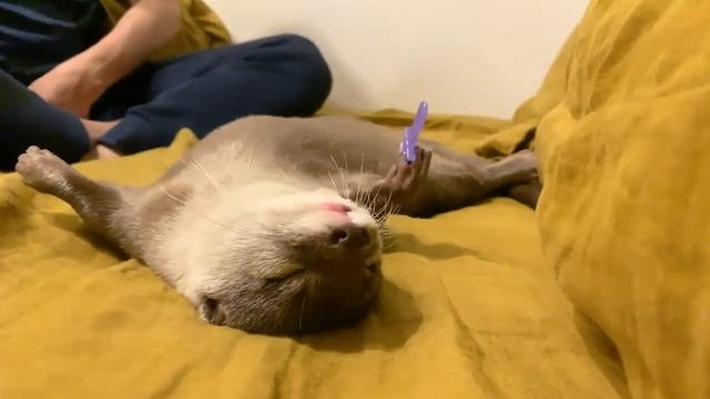 Здоровый сон после просмотра любимого сериала)) | Домашняя выдра. смотреть онлайн