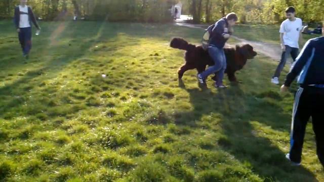 Terra Nova(Newfoundland) BLACKY FAUSTO(1an&4luni) si prietenii :)))) ...partea 2. - 19 aprilie 2013 смотреть онлайн
