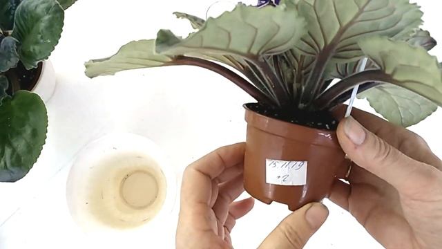 СИНИЕ и КРАСНЫЕ ФИАЛКИ. смотреть онлайн