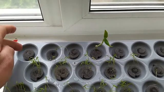 Выращивание Укропа на подоконнике и Вигны с применением гидропоники Часть 2 смотреть онлайн