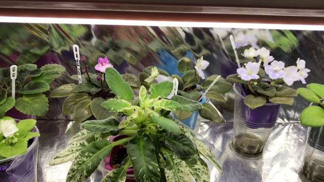 МОЖНО или НЕЛЬЗЯ пересаживать фиалки ЗИМОЙ? В каких случаях можно а в каких нельзя! смотреть онлайн