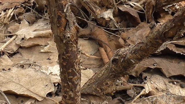 Срочная обработка жимолости  Вредитель которого не видно