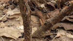 Срочная обработка жимолости  Вредитель которого не видно