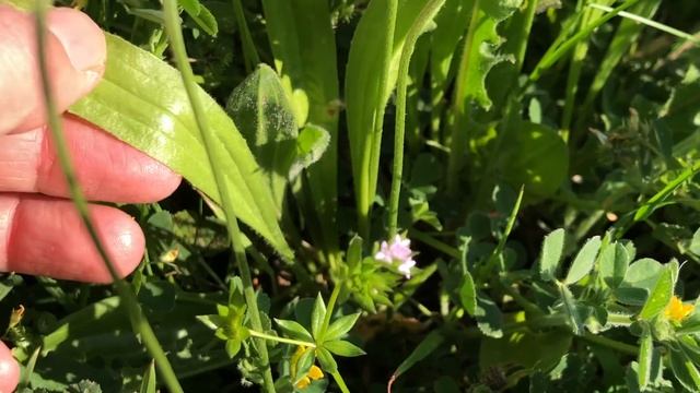 Piantaggine piede di lepre, plantago lagopus, identificazione ed usi смотреть онлайн