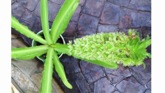 Ананасная лилия, посадка и уход смотреть онлайн