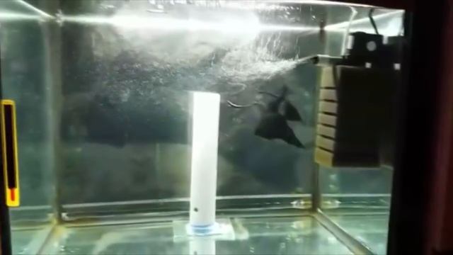 Скалярии для начинающих Немного о содержании в домашнем аквариуме смотреть онлайн