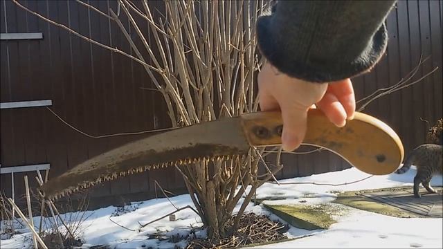 Бузина чёрная. Обрезка. смотреть онлайн