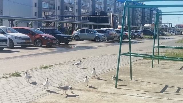 птицы. смотреть онлайн