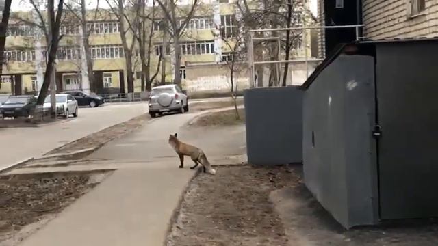 Лиса в Волгодонске смотреть онлайн