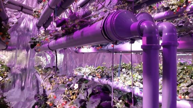 Клубничная ферма на гидропонике под землей Deepsun