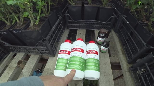 Лучшее удобрение для роз на сегодняшний день! смотреть онлайн