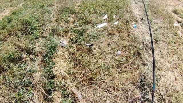 Indo-pacific Tarpon смотреть онлайн