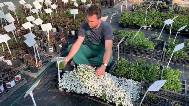 Kerti pázsitviola (Aubrieta 'Regado White') смотреть онлайн