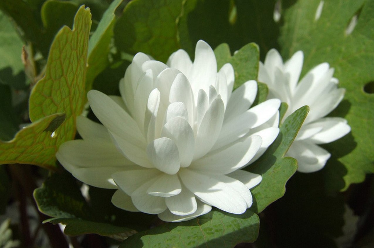 «Сангвинария (Sanguinaria)» РЕЛАКС ТЕРАПИЯ ИМПРОВИЗАЦИЯ композитор Виктор Анохин #instrumentalmusic