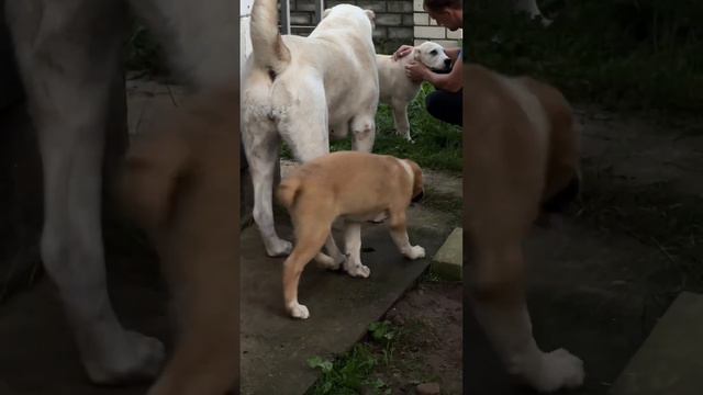 ШИК БЛЕСК КРАСОТА АЛАБАЕВ смотреть онлайн