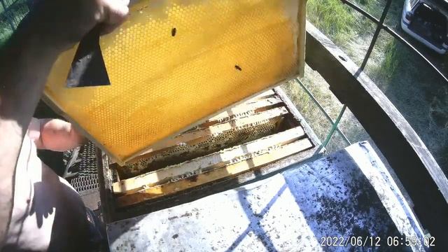 Качаем мёд белой акации нагишом!!! Удалители пчёл. смотреть онлайн