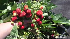 КРОШКА земклуника