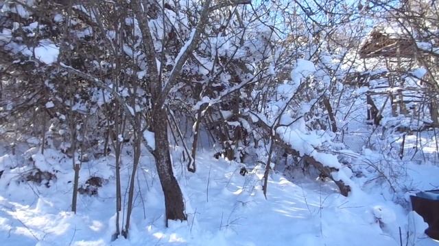 Обрезка яблони зимой - НЕТ УРОЖАЯ летом. Часть 3. смотреть онлайн